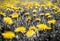 Intentionally desaturated greens , dandelion fields, shallow depth of field,
