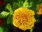 Intentionally Soft Painterly Image Of A Marigold Flower