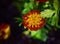 Intentionally Soft Painterly Image Of A Marigold Flower