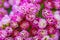 Intentionally Soft Painterly Image Of Pink Flowering Succulent