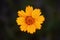 Intentionally Soft Painterly Image Of A Yellow Daisy