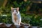 Intently staring domestic cat walking on a roof