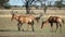 Interacting red hartebeest