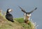 Interaction between Atlantic puffins on a coastal area