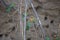 INTERACTION BETWEEN WHITEFRONTED BEE-EATERS SITTING IN A ROW ON A BRANCH