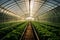 Interconnected Greenhouses: Organic Harvests in Sustainable Harmony