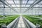 Interconnected Greenhouses: Organic Harvests in Sustainable Harmony