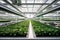 Interconnected Greenhouses: Organic Harvests in Sustainable Harmony