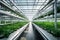 Interconnected Greenhouses: Organic Harvests in Sustainable Harmony