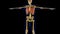 Intercostal Muscle Anatomy For Medical Concept 3D Animation
