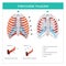 Intercostal muscles human. Illustration info graphic.