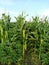 This is an intercropping farming technique between cassava and corn.