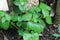 Intercropping plant with the scientific name Peperomia pellucida, Green wild plant