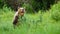 Interested brown bear sniffing for scents on meadow and hiding behind bush