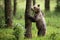 Interested brown bear standing on rear legs and sniffing a tree in summer forest