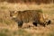 Interested european wildcat while hunting on the dry meadow in autumn