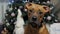 An interested german boxer puppy looks at the camera against the background of a Christmas tree with gifts