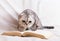 Interested gray striped scottish fold cat sitting near open book and eyeglasses