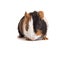 Interested guinea-pig frontal