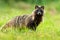 Interested raccoon dog facing camera in green natural environment