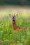 Interested roe deer buck observing on blossoming meadow with yellow wildflowers