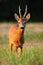 Interested roe deer buck standing on meadow during in summer at sunset.