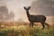 Interested roe deer buck watching on a field wet with dew in the morning