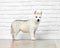 Interested siberian husky puppy, posing in studio.