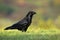 Interested solitary common raven sitting on a meadow with green grass in summer