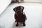 Interested surprised black pug standing on hotel floor