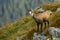 Interested tatra chamois standing in steep slope of hillside in summer.