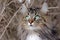 Interested views of a young Norwegian Forest Cat