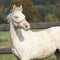 Interesting albino horse with pink halter