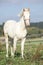 Interesting albino horse with pink halter