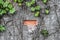 Interesting  background of close-up of old grungy painted brick wall with vines growing on it and paint peeled from one orange