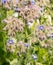 Interesting and Beautiful Borage Plant