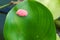 An interesting and beautiful cluster of pink eggs, on a water plant`s large round leaf, in a lovely Thai park.