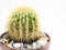 Interesting cactus in a pot close up