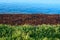 An interesting combination of colours of the sea, algae and plants on the coast of the Baltic Sea