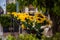 Interesting composition of yellow sunflowers