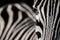 Interesting depth of field composition of a zebra\\\'s face