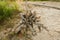 Interesting driftwood on the river