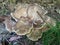 Interesting giant polypore in mixed forest
