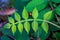 Interesting green leaf of Rhus chinensis