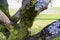 Interesting grown tree full of moss and lichen with light green blurred background 2