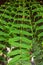 Interesting leaves of Mahonia Japonica, Leatherleaf mahonias