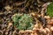 Interesting light green lichen in the beech forest