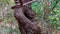 Interesting looking tree in a forest with large natural cavity