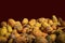 Interesting mix of ugly pumpkins with warts and crazy textures against dark maroon background - Room for text at top - Fall -
