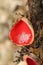 Interesting mushroom scarlet elf cup Sarcoscypha coccinea